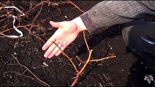 Обрезка ремонтантной малины. Виноград 2016.