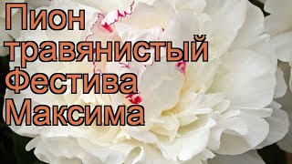 Пион травянистый Фестива Максима (paeonia) ? обзор: как сажать, рассада пиона Фестива Максима