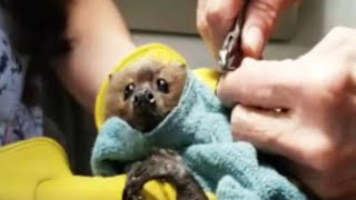Neglected bat lived in broom closet for years before rescue