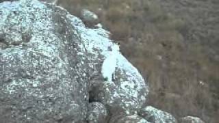 Крым козы в горах