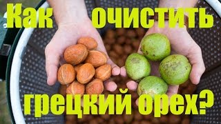 Секретный способ очистки ореха от зеленой кожуры!!!