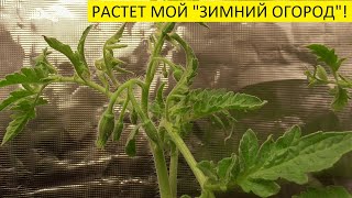 ОБЗОР "ЗИМНЕГО ОГОРОДА" 13 октября. 