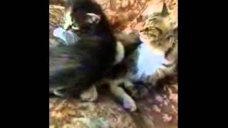 2  ЛАПА и РЫЧ Кошка и Котёнок  Funny little kitten  and Cat