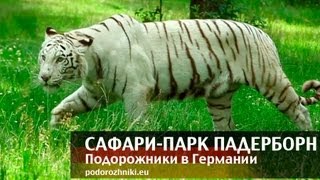 Сафари-парк Падерборн. Подорожники в Германии