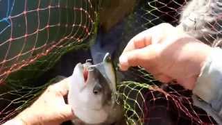 5 забросов = 3 жереха и один сход.Это виб SAURUS Vivra 85.Asp Fishing.