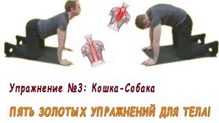 Упражнение для ленивых! Кошка-собака -- первый шаг к развитию.