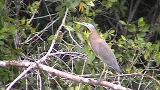 Birds & More: San Blas Mexico