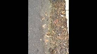 Water leak  Bellevue Ave