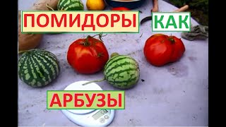 ПОМИДОРЫ размером с АРБУЗ