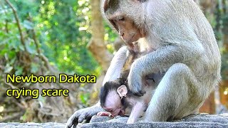 Oh God! Newborn baby monkey Dakota extremely scared by mom, Mom catch raise her up to cleaning