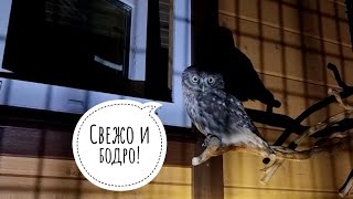 Сыч Лучик закаляется. Морозоустойчивая маленькая сова