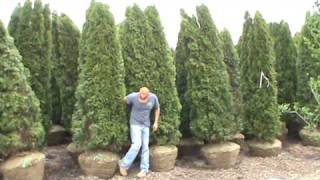10-12' Emerald Green Arbs