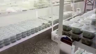Саженцы растений в питательной среде лаборатории InVitro