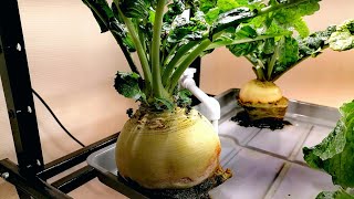 Стеллажное выращивание зеленых культур. Репа на гидропонике, а утверждали, что это не возможно.
