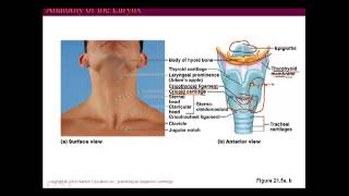 Respiratory