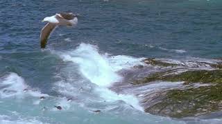 Pinguine - Leben und Überleben in der Antarktis (Une plage et trop de manchots)