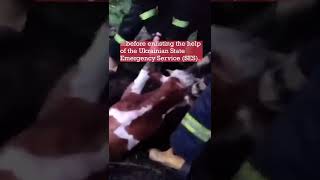 Ukrainian Heroes Break From War to Save Trapped Cow