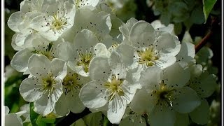 Яблонька  Максим Куст