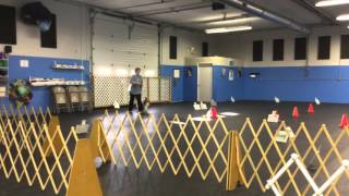 Team Skippy WCRL Rally Obedience Level 1