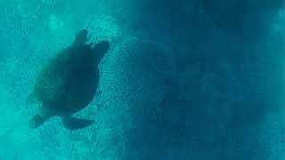 HARVEY BAY & LADY ELLIOT 001