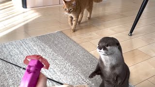 カワウソさくら 空飛ぶおもちゃに食いつきすぎの二人が可愛すぎ Otter and cat chasing flying toys