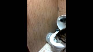 наш котик ходит на унитаз