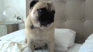 Смешные звуки опс=)Pug Noises