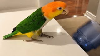 Man brings home a parrot. Now he can't use his kitchen counter.
