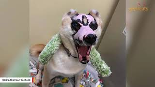 Dog left homeless after fire now living his best life