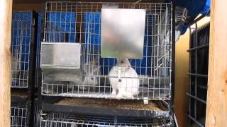 Rabbit Update 7/19/13 "Lesson Learned"