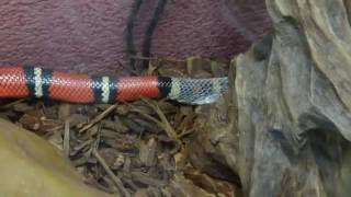 Milk Snake Bublik skin takes off. Синалойская молочная змея. Бублик скидывает кожу
