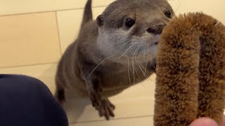 カワウソにそっくりすぎるたわしが意外な活躍をした！ The scrubbing brush that looked just like an otter played an active role!
