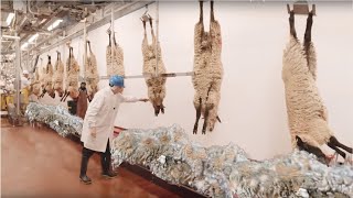How to Harvesting Wool - Amazing Sheep Factory - Wool Processing Mill