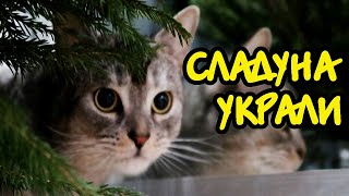 КУДА ПРОПАЛ СЛАДУН, ПОКА МЫ НАРЯЖАЛИ ЁЛКУ? l МИСТИКА В НАШЕМ ДОМЕ