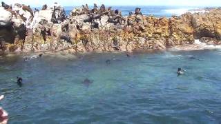 Cape Town "Week of Mayhem" Shark Diving  *Raw Footage*