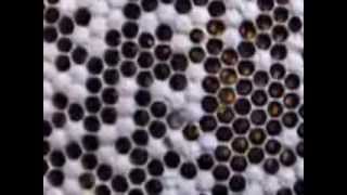 Bolile albinelor - Loca