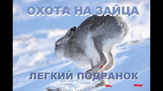 ОХОТА НА ЗАЙЦА.  ЛЕГКИЙ ПОДРАНОК .