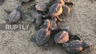 Nicaragua: Over 400 sea turtle babies released at wildlife refuge