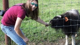 FEEDING MUSK OX  and REINDEER! (sa9)