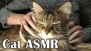 ASMR FOR SLEEP STORY CAT MAINE-COON GENTLE WHISPER