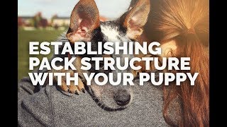 Establishing Pack Structure with Your Puppy (Intro)