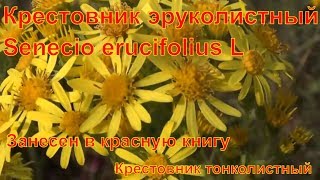 Крестовник эруколистный Что за растение лекарственные растения полей и лесов занесен в красную книгу
