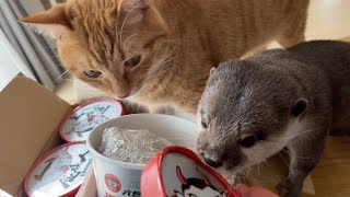 辛〜いラーメンをカワウソと猫が見た瞬間… What is the reaction when an otter and a cat see a spicy ramen?