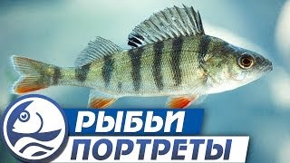 Окунь. "Рыбьи Портреты".