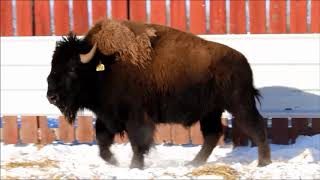 2019 DTBA Young Guns Performance Tested Yearling Bulls