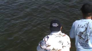 Stingrays by HFX Slingshot