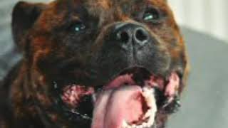 Топ 3 собаки которые способны поволить быка