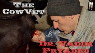 Задержание плаценты у коровы. Ручное отделение.