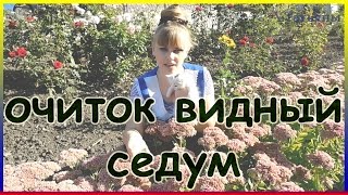 ОЧИТОК ВИДНЫЙ, СЕДУМ, ЗАЯЧЬЯ КАПУСТА неприхотливый цветок в саду. Выращивание, уход, размножение.