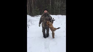 проверка петель на лису охота на лис петлями часть третья